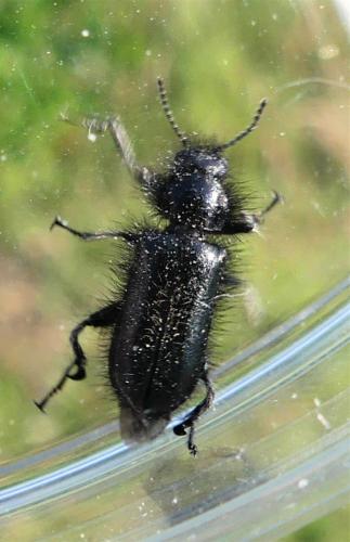 Enicopus pilosus